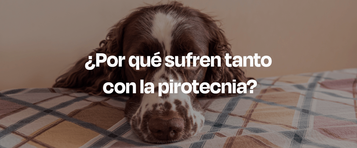 5 Consejos para Calmar a tu Perro Durante las Fiestas Decembrinas - Dogelthy