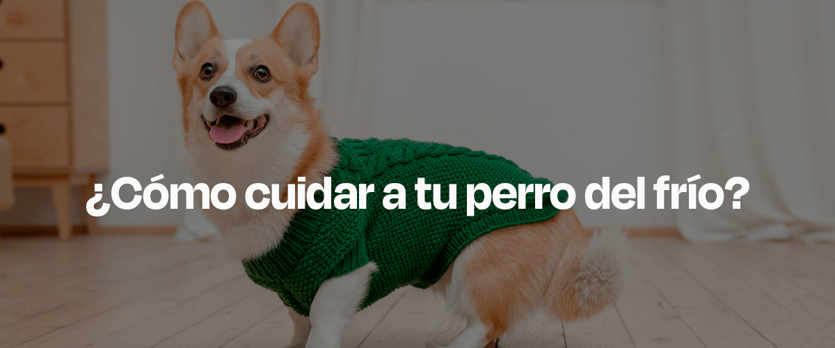 Cómo Cuidar a tu Perro del Frío Este Invierno - Dogelthy