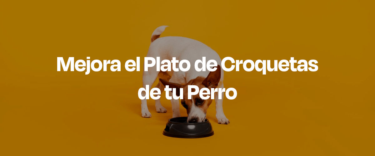 Cómo Mejorar las Croquetas de tu Perro en Solo 1 Minuto - Dogelthy