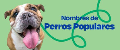 Nombres Para Perros - Dogelthy