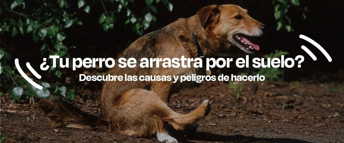 ¿Por Qué tu Perro se Frota Contra el Suelo? Causas y Soluciones - Dogelthy