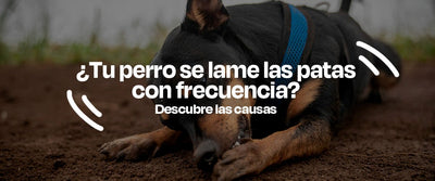 ¿Por qué Tu Perro se Lame las Patas? Señales de Problemas Intestinales - Dogelthy