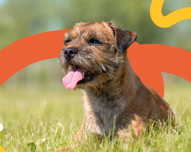 Border terrier